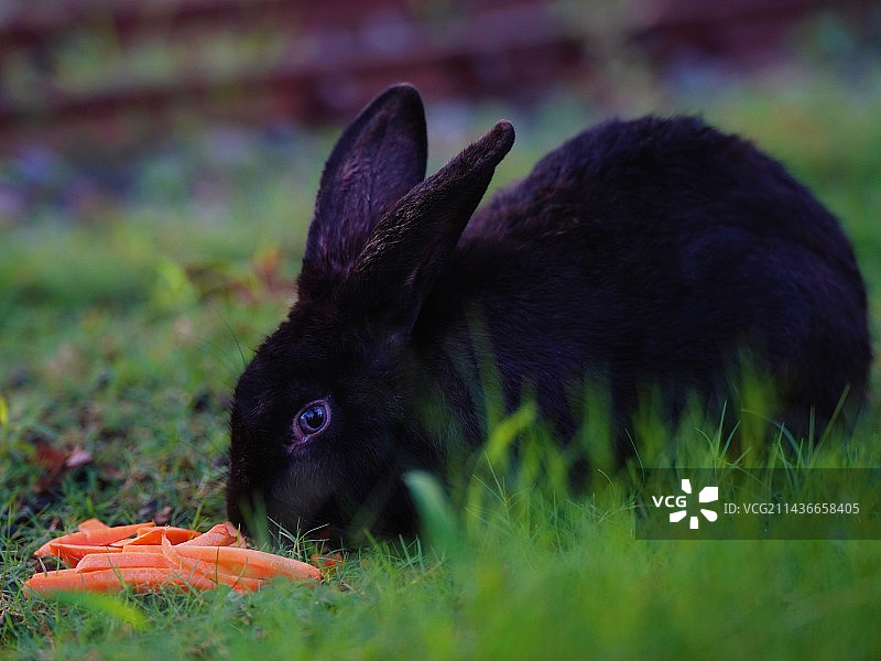 小黑兔与胡萝卜图片素材