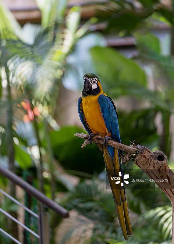 鹦鹉，摄于新加坡动物园图片素材