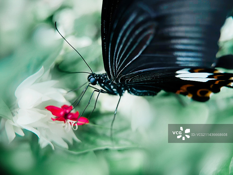 漂亮的南美凤蝶图片素材
