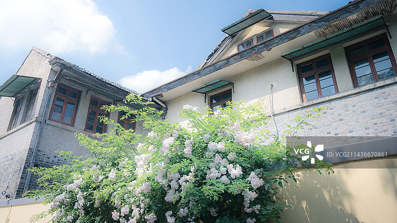 南京颐和路琅琊路蔷薇花图片素材