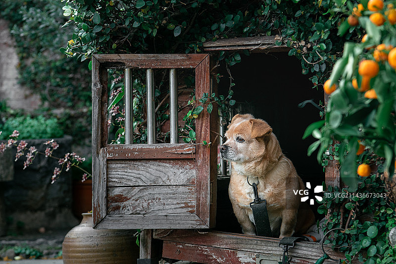 可爱的狗狗图片素材