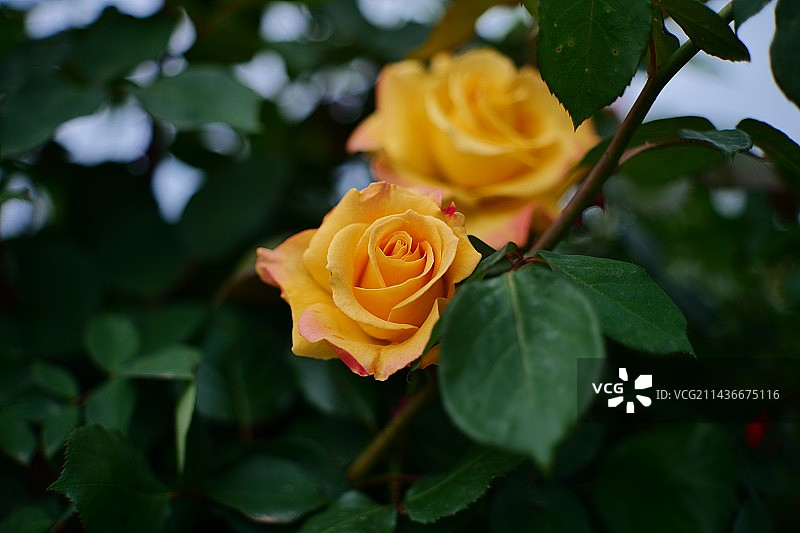 背景模糊的玫瑰特写镜头图片素材