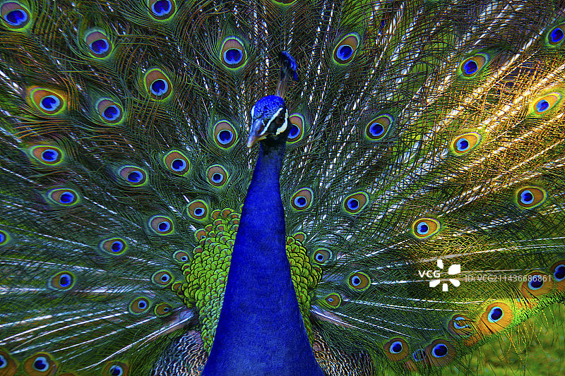 美丽的绿孔雀图片素材