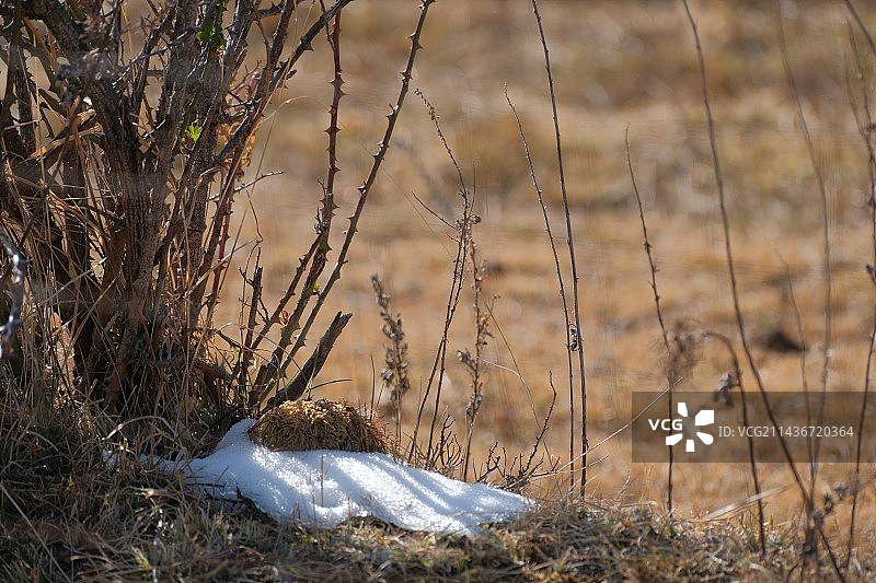 你是夏日繁盛的香樟，扎根在我心房图片素材