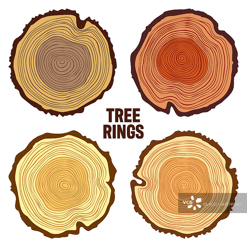 圆形彩色树干切割松木或橡木图片素材