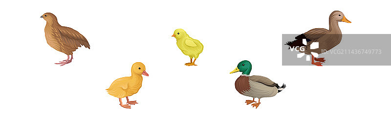 带羽毛的小鸡鸭子和鹌鹑农场鸟类图片素材