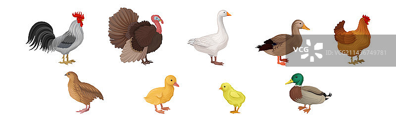 家禽鸟类：带羽毛的母鸡、鹅和火鸡图片素材