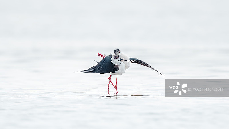 愿你被这个世界温柔以待--黑翅长脚鹬图片素材
