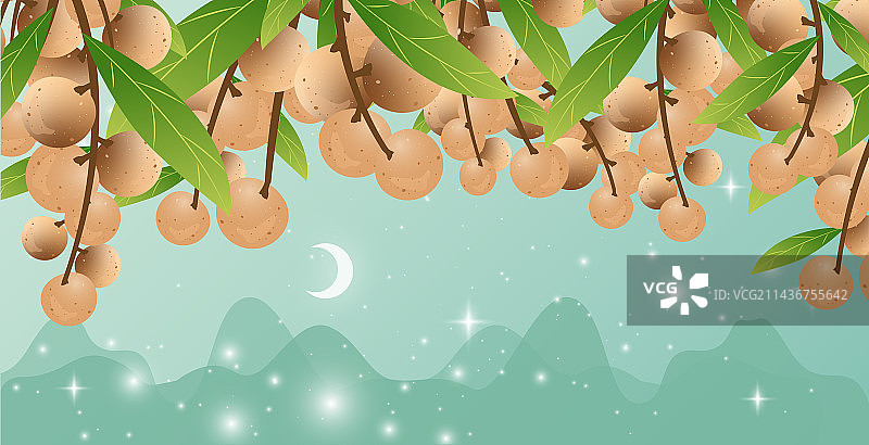 中国风诗意处暑节气亚热带水果龙眼滋补品桂圆图片素材
