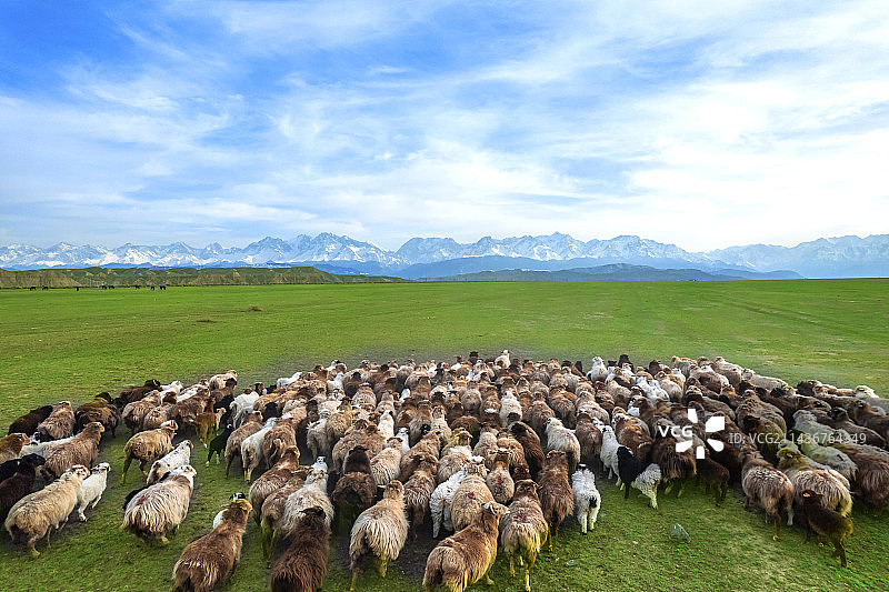 天山草原羊群牧羊人图片素材