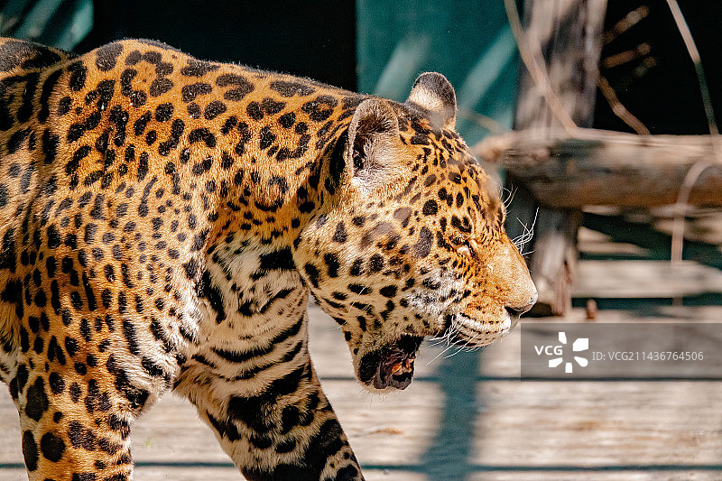 天津动物园的美洲虎图片素材