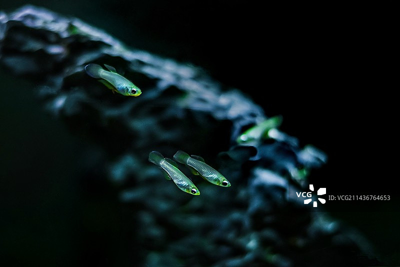 蓝眼灯鱼图片素材