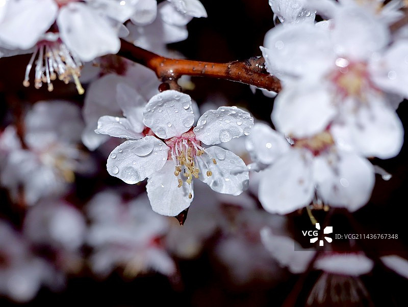 山杏花•雨图片素材