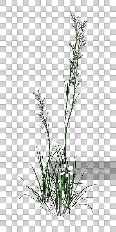 免扣植物特写镜头图片素材