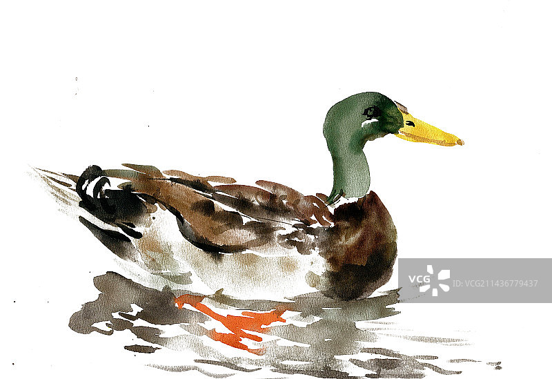 游泳的鸭子图片素材
