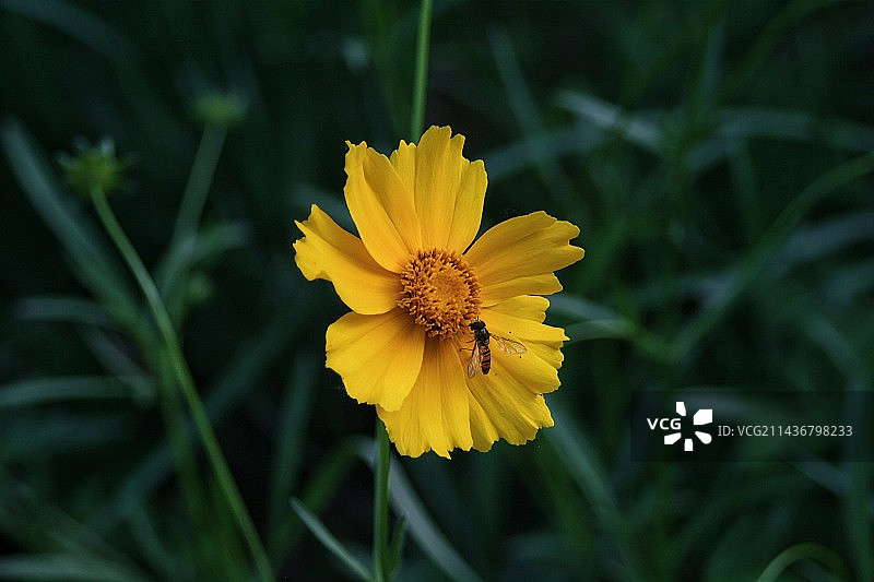蜜蜂在黄花上的特写镜头图片素材