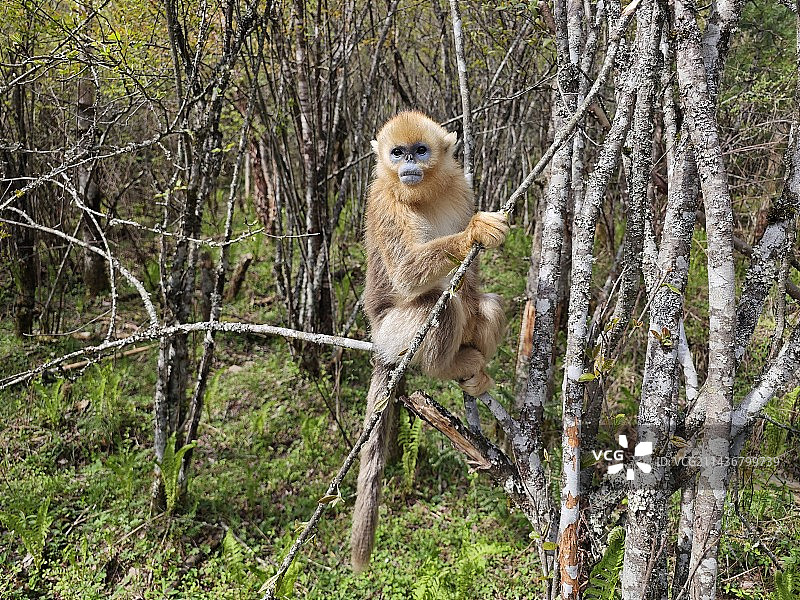 神农架川金丝猴图片素材