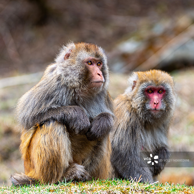 四川黑水县达古冰川藏酋猴图片素材