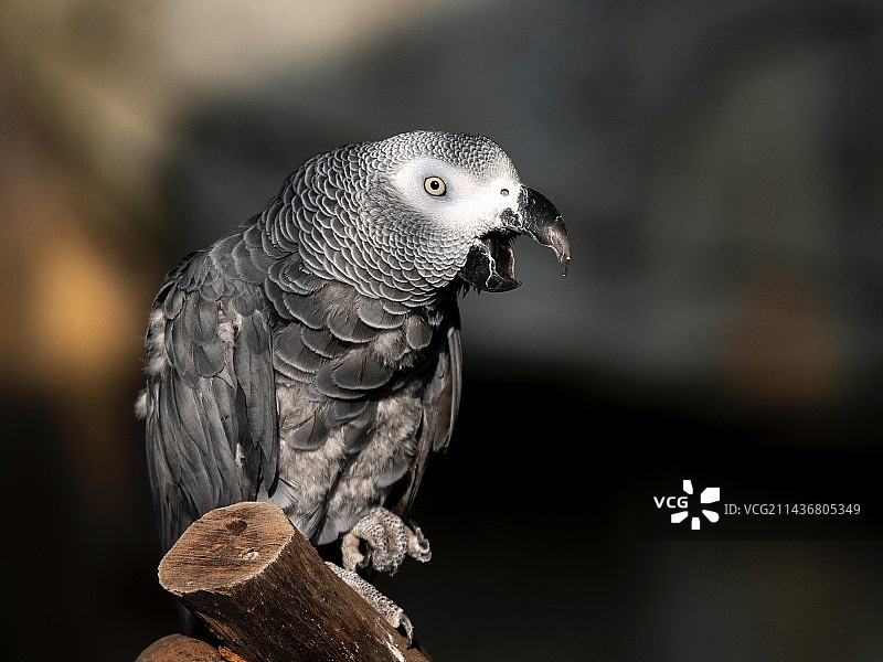 非洲灰鹦鹉图片素材