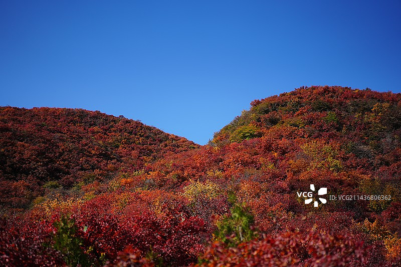 北京坡峰岭红叶图片素材