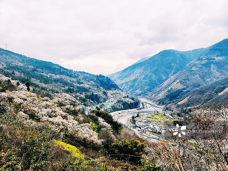 满山的青梅花开图片素材
