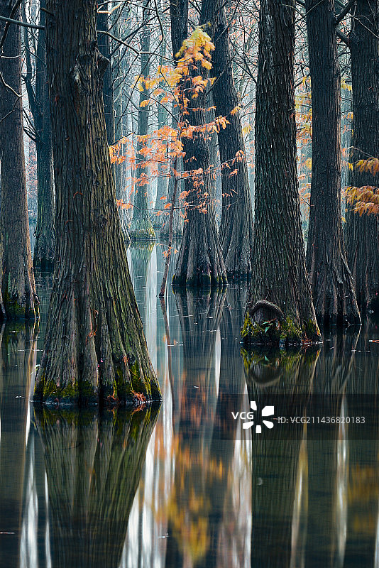 青西郊野池杉映像图片素材