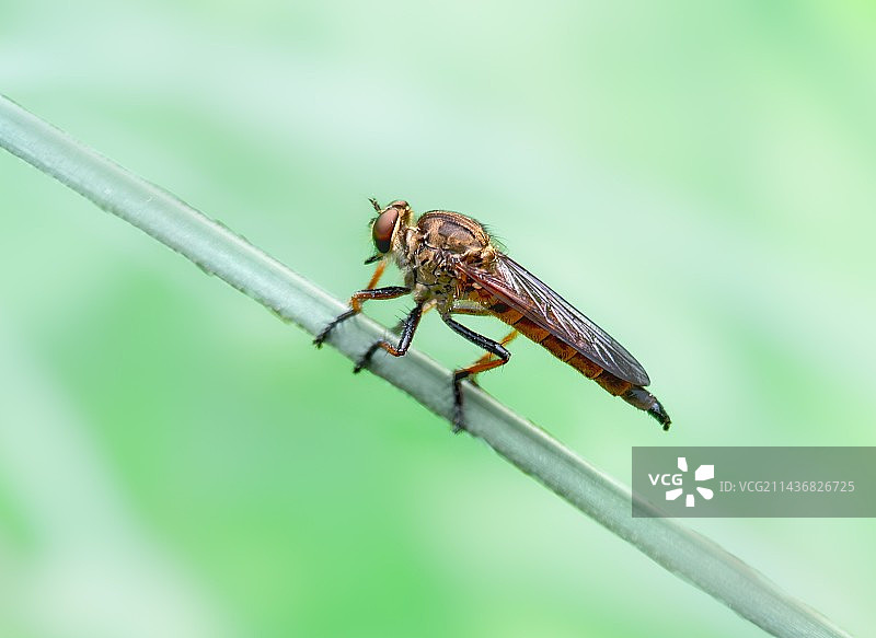 兰草上的牛虻图片素材