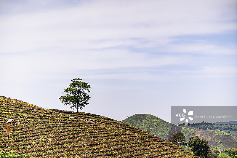 山坡上的一棵树图片素材