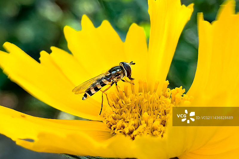金鸡菊上的食蚜蝇图片素材