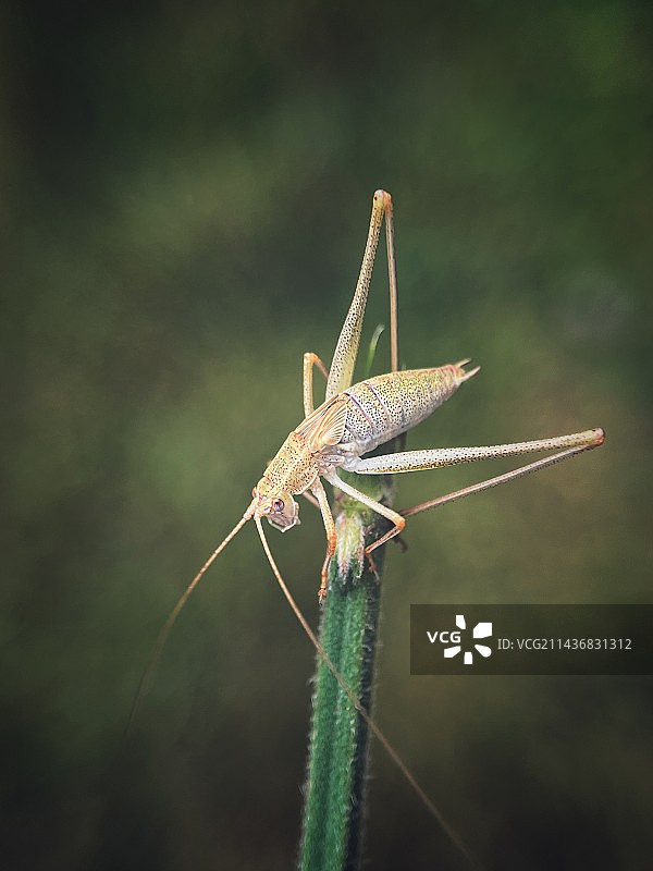 螽斯图片素材