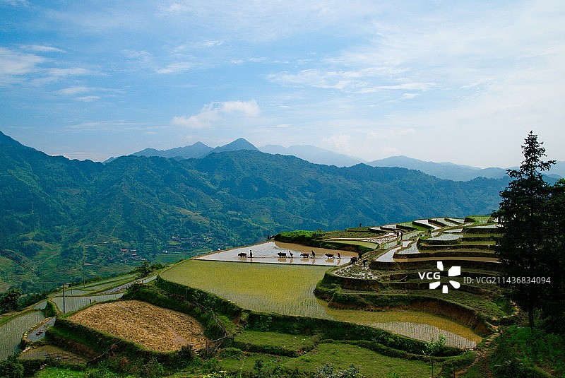 融水白云乡梯田图片素材