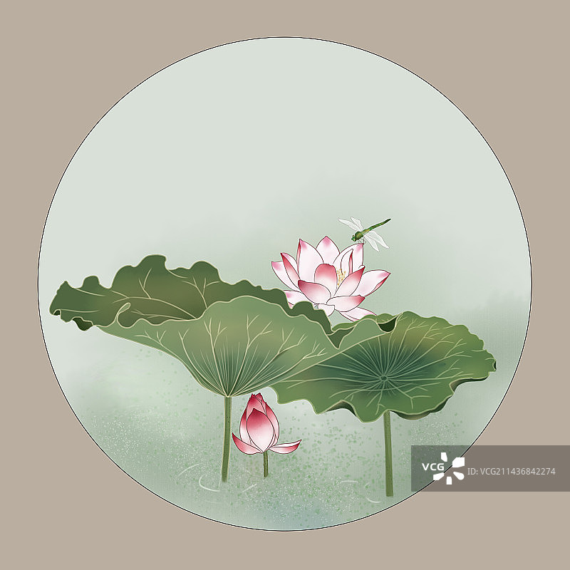 荷花 蜻蜓 自然 夏天图片素材