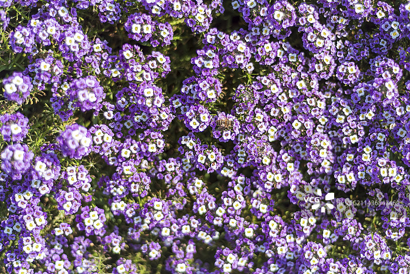 香雪球 花朵图片素材