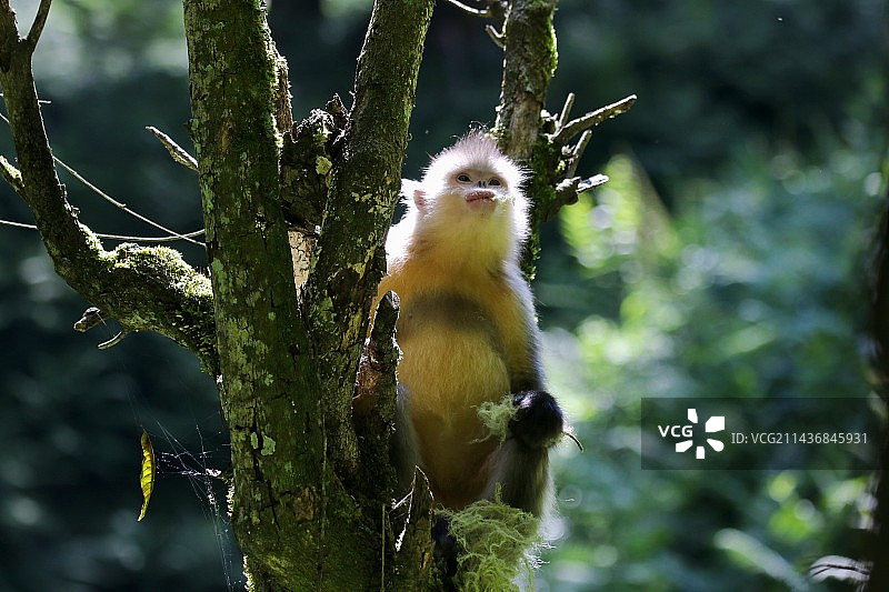 滇金丝猴图片素材