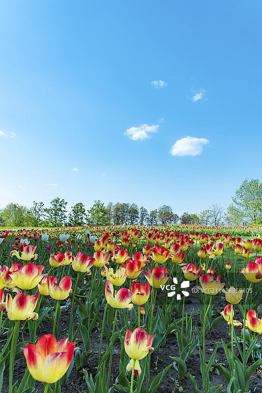 郁金香图片素材