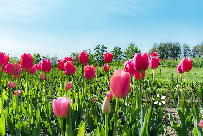 郁金香图片素材