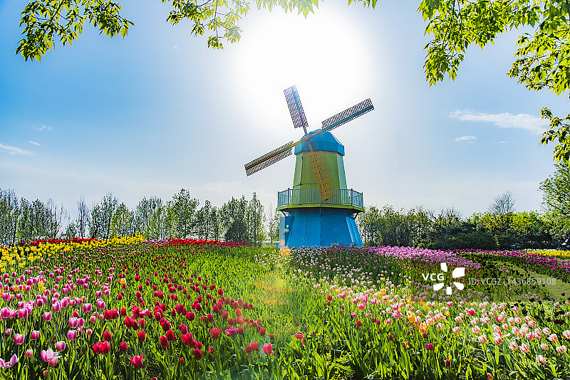 郁金香图片素材