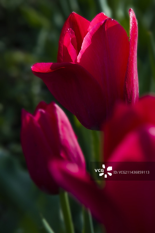 郁金香图片素材