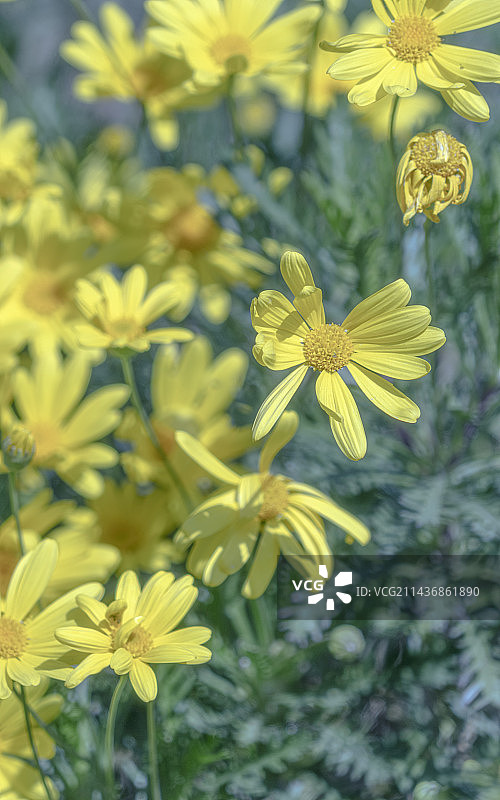 菊科植物图片素材