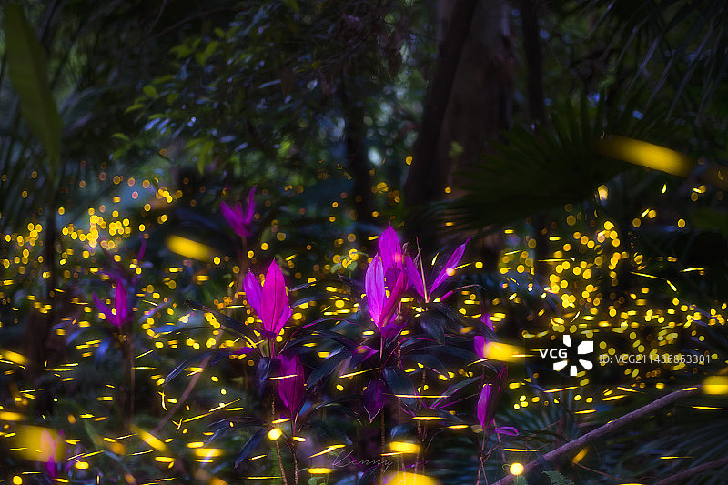 萤火之光图片素材