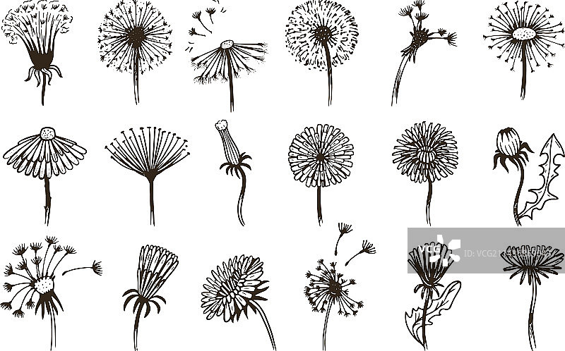 蒲公英复古涂鸦草图图片素材