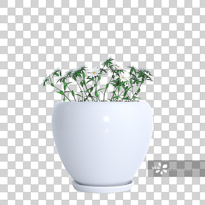 3d免扣植物特写镜头图片素材