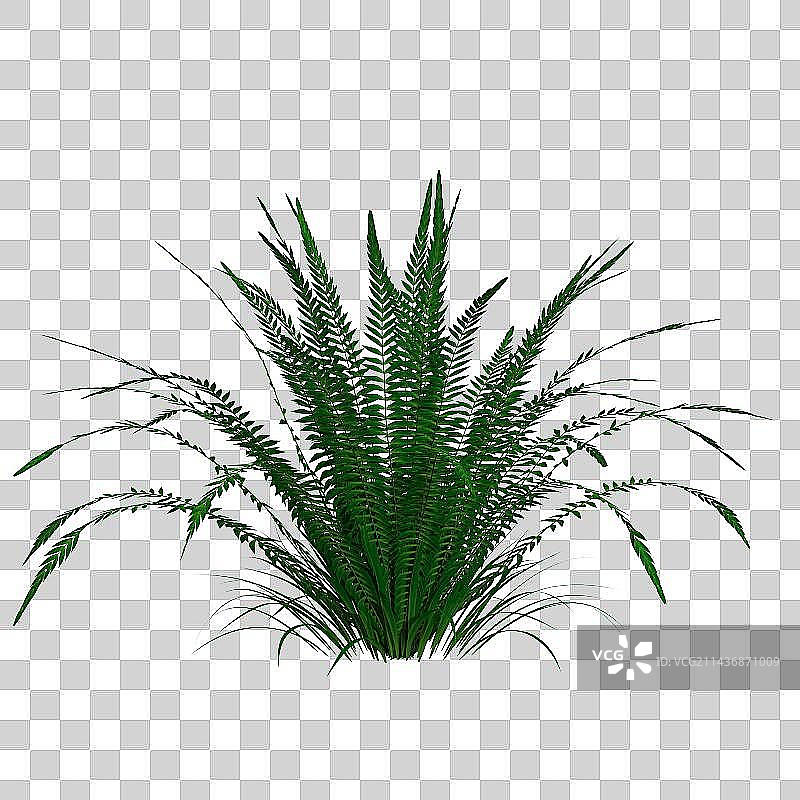 3d免扣植物特写镜头图片素材
