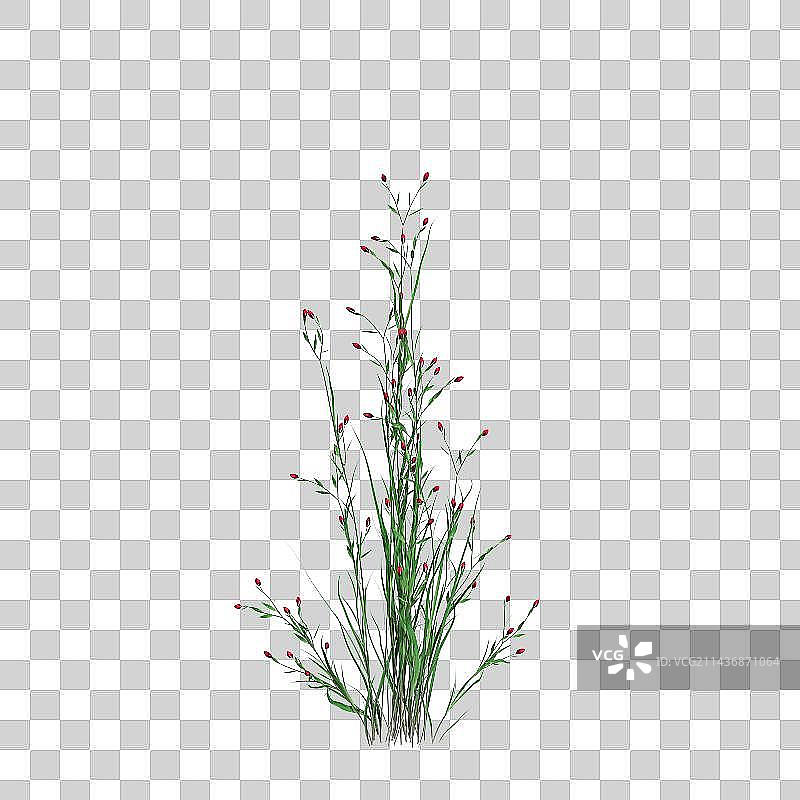 3d免扣植物特写镜头图片素材