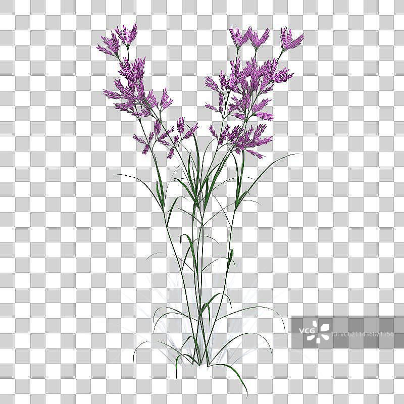 3d免扣植物特写镜头图片素材