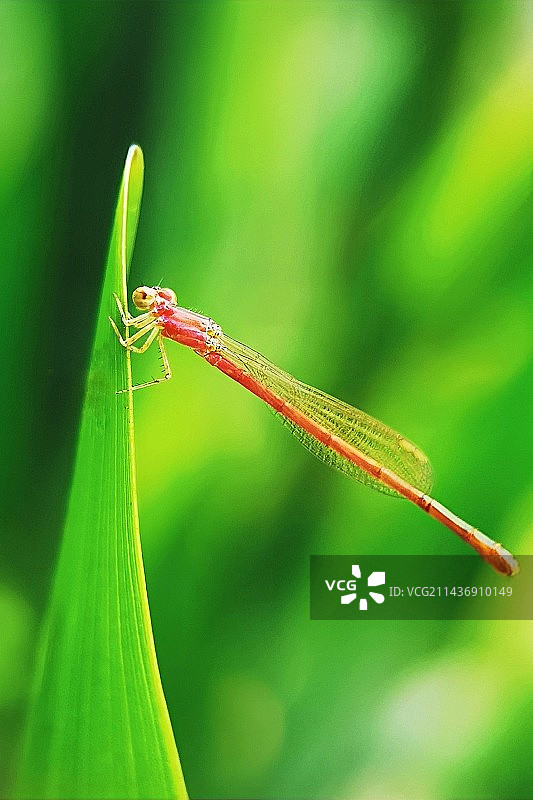 红豆娘图片素材