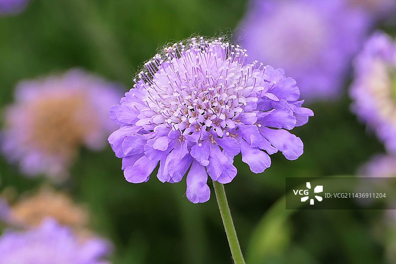 初夏时节的花乡公园图片素材