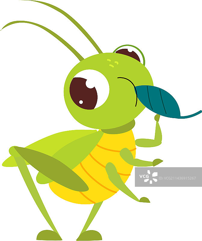 吃树叶的可爱绿色蚱蜢趣味昆虫图片素材