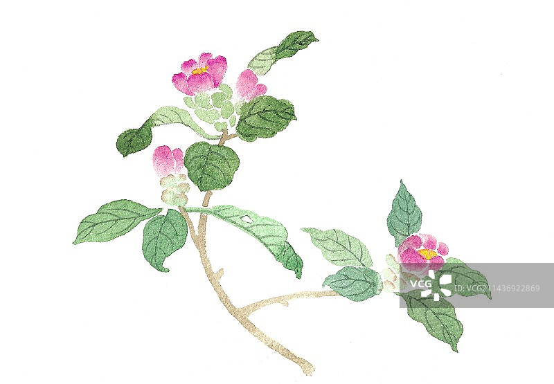 手绘水彩花卉折枝插画图片素材