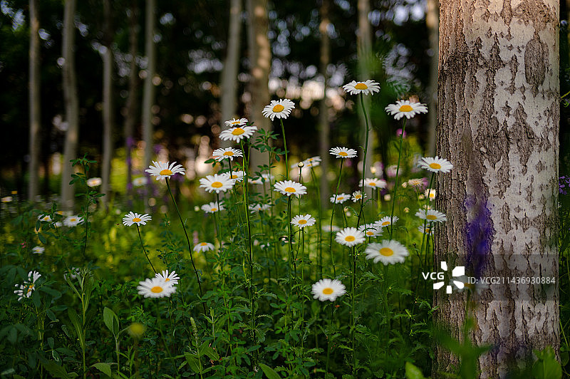 树林中白色雏菊图片素材